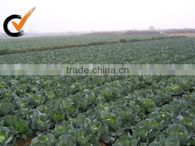 hot sale AD dried chive rolls