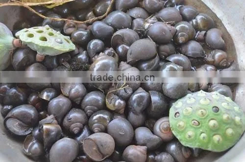 Live paddy rice snail in big quantity (Pila Polita)