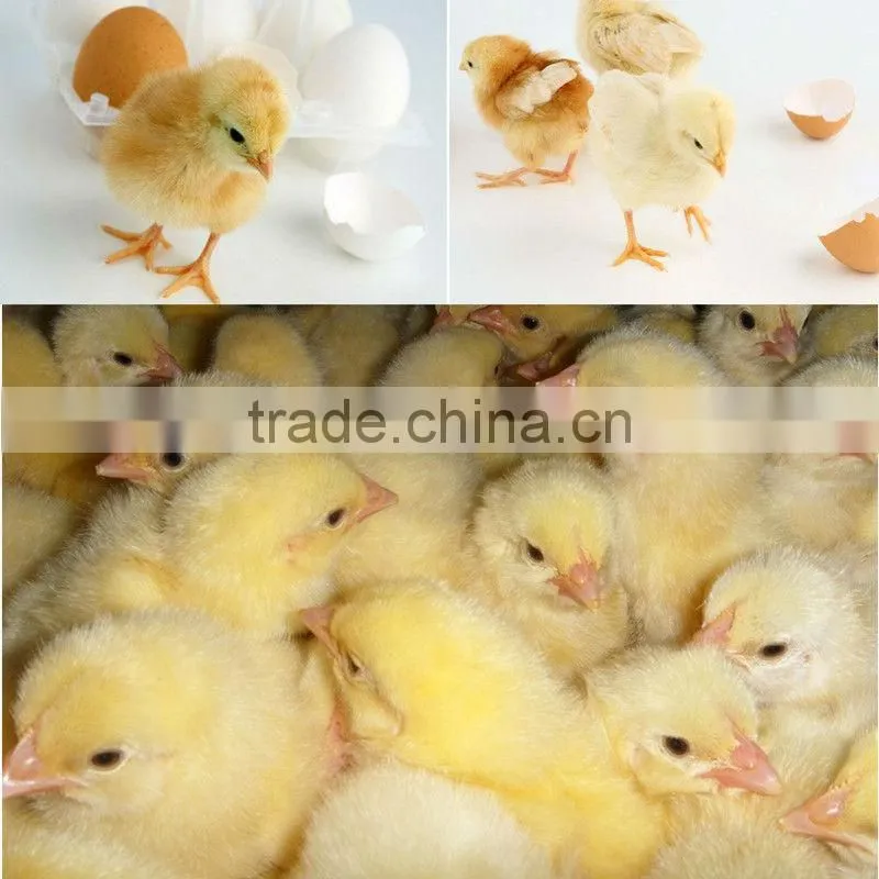 Alibaba best supplier's commercial quail egg incubator for sale in india