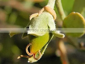 JOJOBA OIL COLD PRESSED