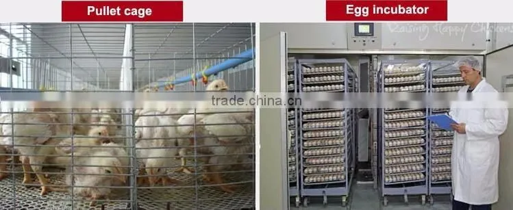 H type 56 chickens broiler chicken cage sale for Tanzania