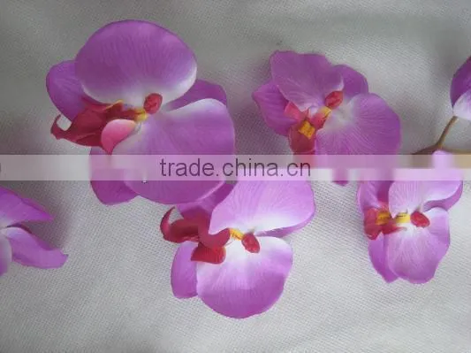 Orchid Flower