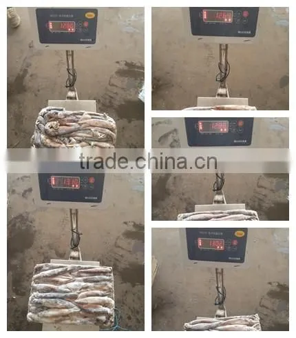 Argentina squid / frozen squid / frozen Illex Squid