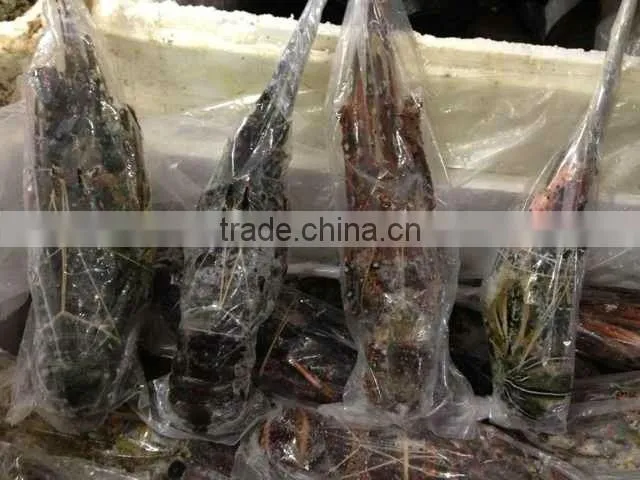 Frozen Green Lobster
