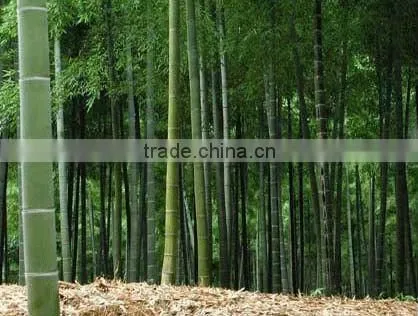 solid bamboo flooring with good quality and price