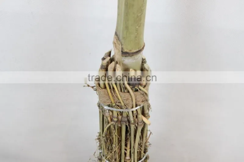 Bamboo broom