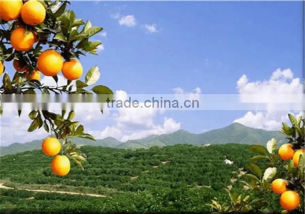 fruit orange juice squeezers dispenser kiosk