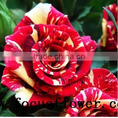 good quality fresh black roses in delhi Roses Flowers spray rose Meteor shower for wedding decoration without middleman