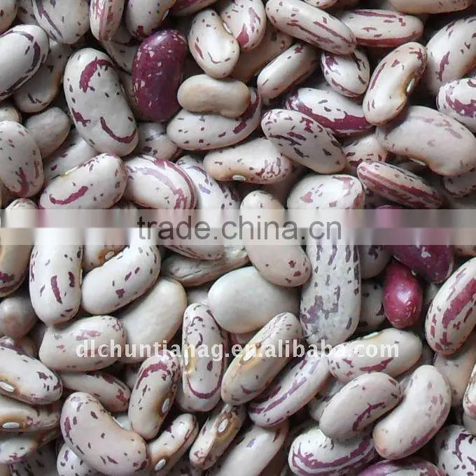 Purple speckled kidney bean