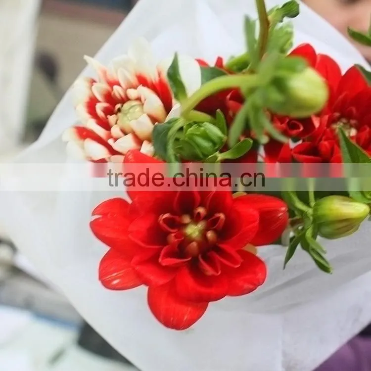 Cut Fresh latest dahlia plants