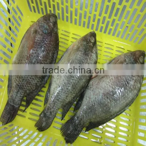 Frozen Fish Tilapia