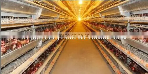 Hot sale!!!High quality industrial metal steel frame laying hen egg chicken house