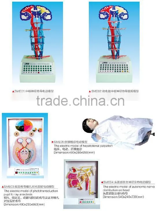 the electric model of central nervous couduction,human electric model