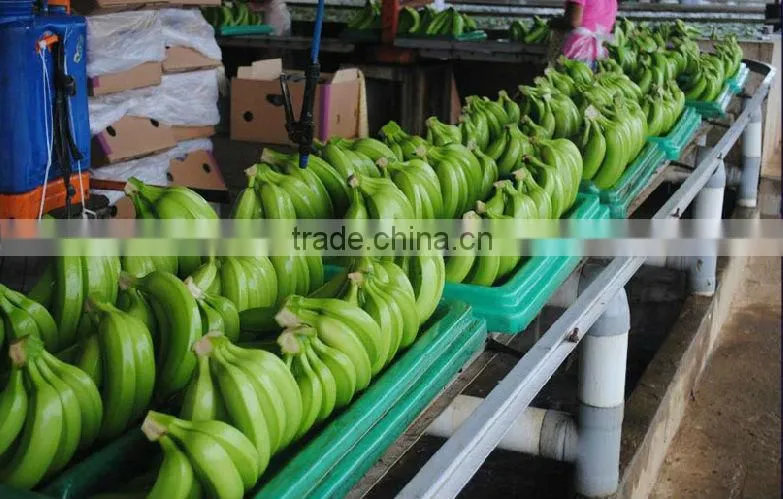 ECUADOR ORIGIN BANANA FROM TURKEY BY ALDERA QUALITY AND GUARANTEE