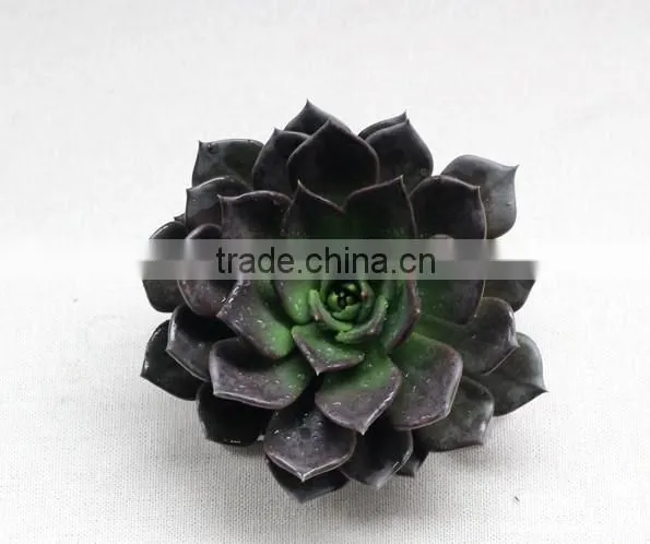 Echeveia 'Black Prince' of succulent plants