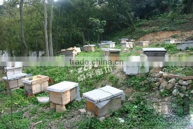 one level Apis cerana beehive customizable