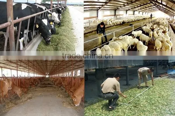 large model conveyor belt feeding hay chopping machine