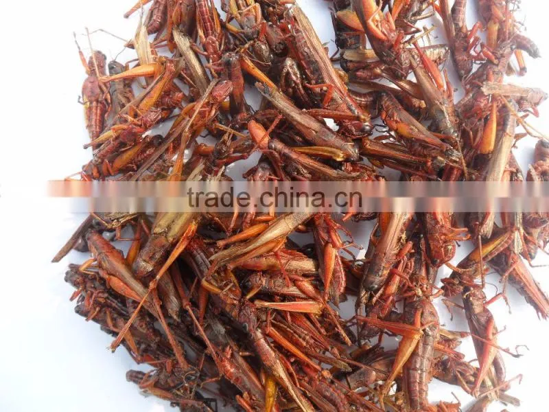 insect protein of dried locust