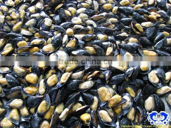 frozen half shell blue mussel meat