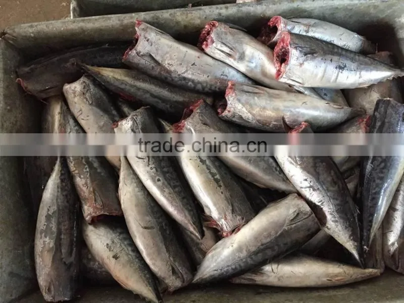 2015 frozen bonito HGT 150-300g/pc new processing