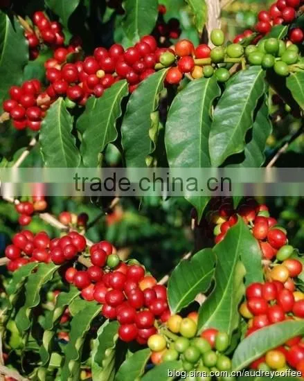 Best Quality Green Coffee Bean shell machine for coffee bean processing