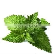 MINT OILS
