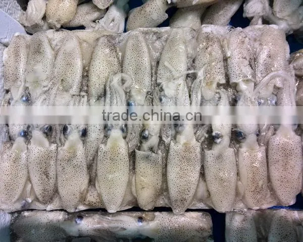 frozen squid product frozen whole baby squid