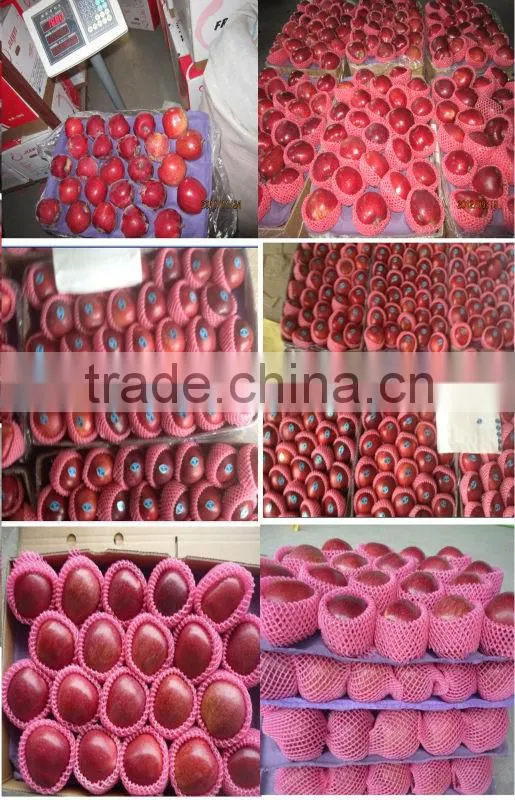 export qinguan apple company