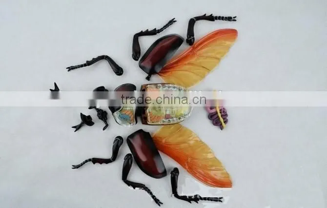 V-AM044 4D MASTER Bifurcated Beetle specimens anatomical model