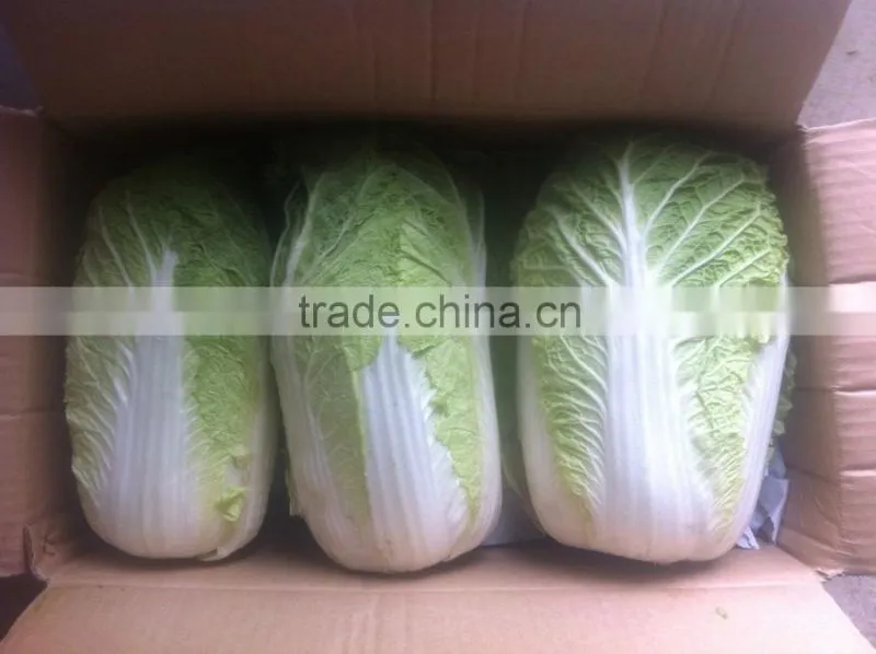 fresh chinese cabbage