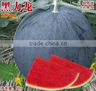 Hybrid seedless black watermelon seeds for growing-black dragon No.2