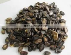 delicious colorful watermelon seeds