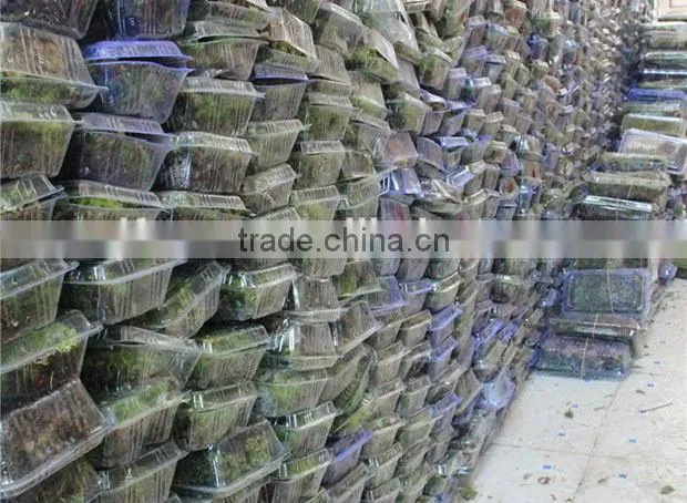 DIY accessories natural green micro landscape decorative moss