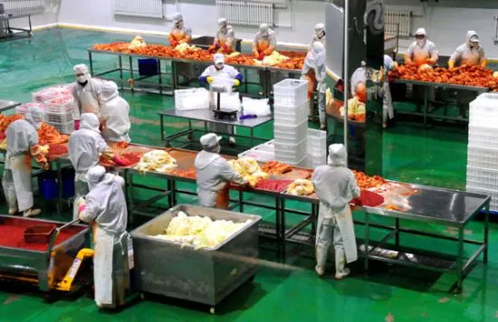 Hot Sell Kimchi Pickles Making Machine