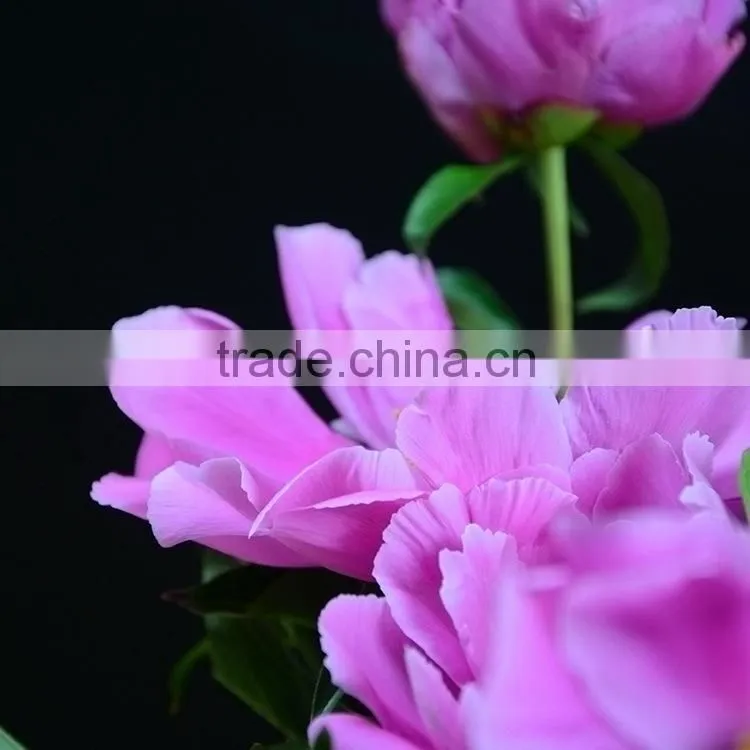Alibaba china hot sell small peony