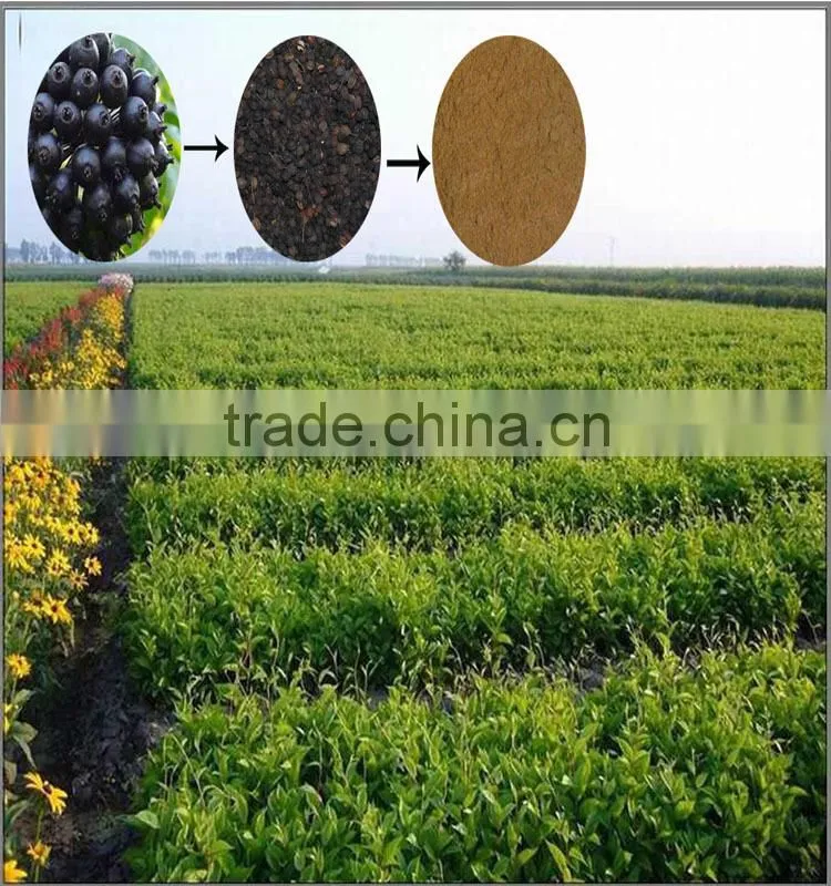 High Quality Siberian Ginseng Extract for Long Time Sex