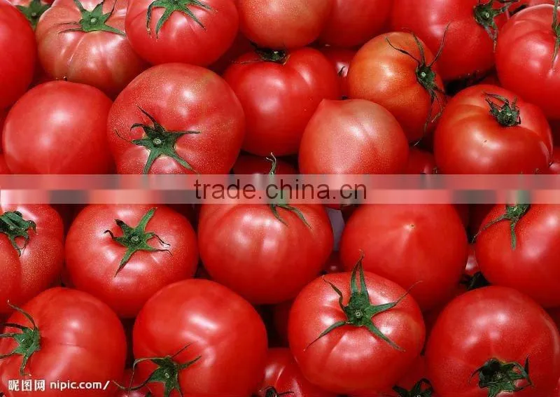 425g canned tomato puree with brix 28%~30%
