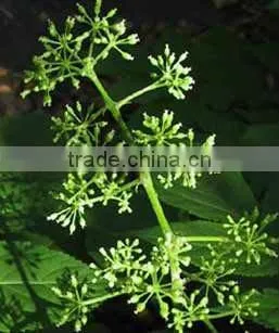 Natural Spikenard Oil