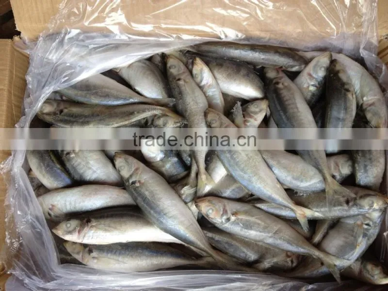 frozen round scad 8-10pcs/kg