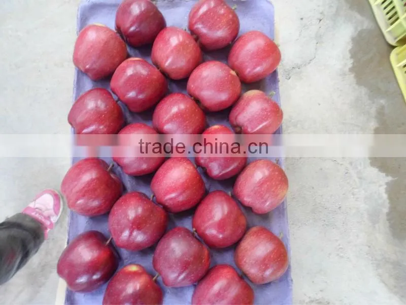 red huaniu apples/red delicious apples