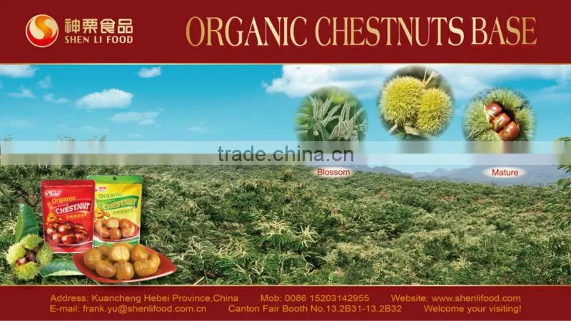 Chinese chestnuts for sale---Best Fresh Chestnut in the world