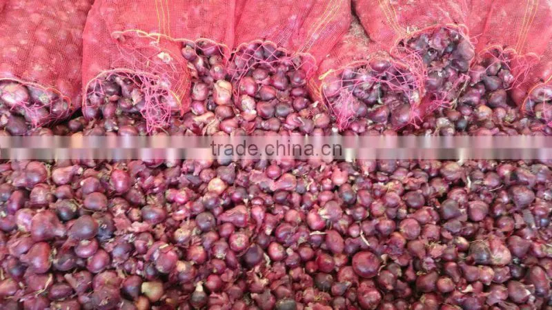 RED ONION FROM EGYPT