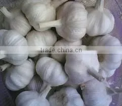New Crop Fresh Normal White Garlic