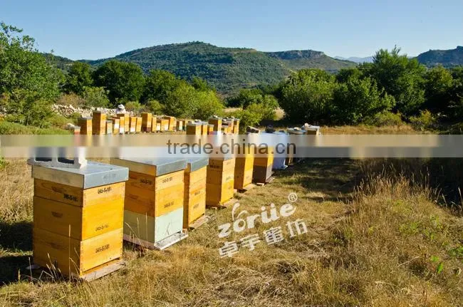 china low price sweet camellia bee pollen grain