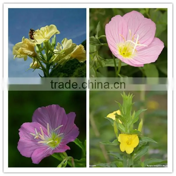 Pure Evening primrose oil Care for women's health with high quality