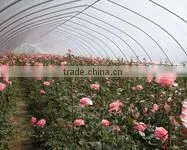 transparent agricultural film