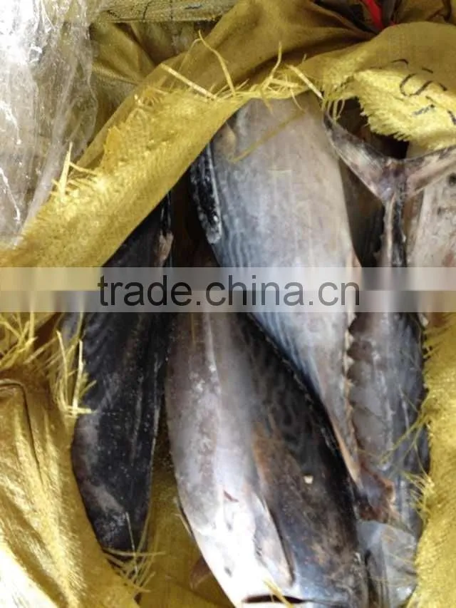 300-500g Frozen bonito tuna fish