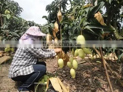 Mango fruit growing paper bag