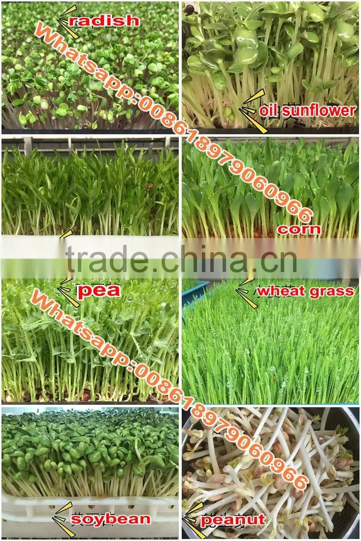 Best quality hydroponic grass room/ barley fodder growing system for growing animal feed