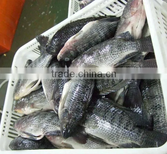 frozen whole tilapia fish exporter